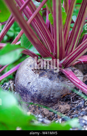 Large red beets in the garden, close-up Stock Photo
