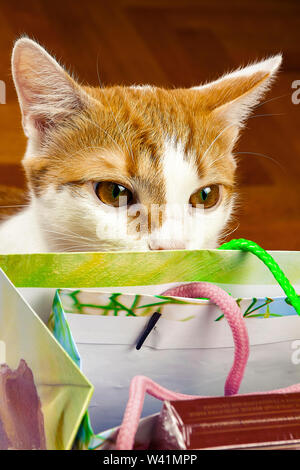 The cat looks on in a bag with gifts Stock Photo