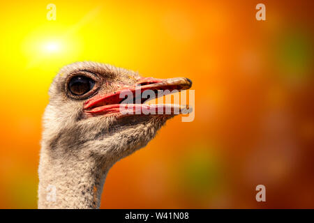Ostrich head close up on a colored background Stock Photo