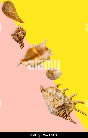 Different seashells lie diagonally on a colored background. Stock Photo