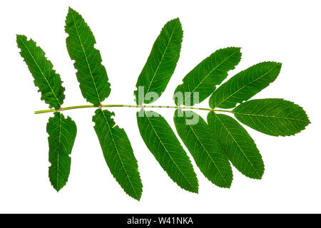 Casting of the ash tree on a white background. Stock Photo