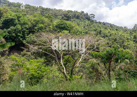 Wild jungle trees in the jungle in the mountains of Koh Samui island Stock Photo