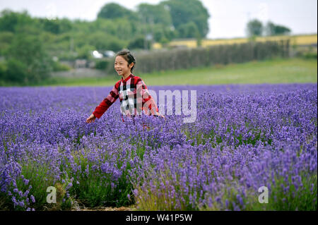 Cotswold Lavender Farm near Snowshill on the Gloucestershire and Worcestershire border Stock Photo