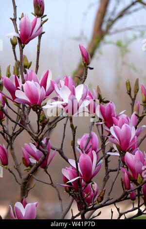 Chinese purple magnolia blossom Stock Photo