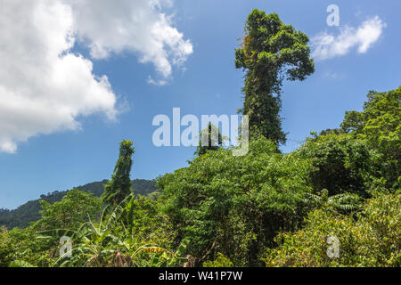 Wild jungle trees in the jungle in the mountains of Koh Samui island Stock Photo