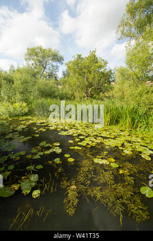 Lily pads and other water plants and bankside vegetation growing in the Dorset Stour river near Sturminster Newton in July. Dorset England UK GB. Stock Photo