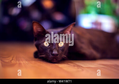 Oriental shorthair cat sitting and watching, gray animal, domestic kitty Stock Photo