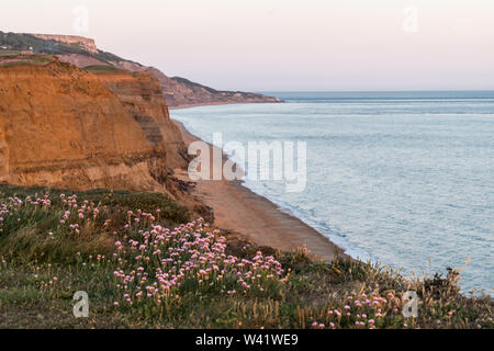 Sea pinks and thrift at sunset Stock Photo