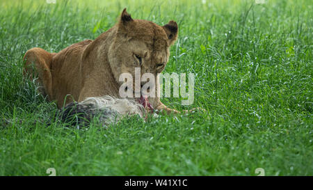 Close up portrait of a lioness in a grassy area eating its catch Stock Photo