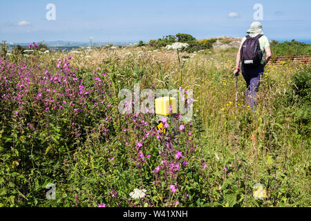 Footpath waymarker sign buried in wildflowers with walker on overgrown path in countryside in summer. Llaneilian, Isle of Anglesey, north Wales, UK Stock Photo