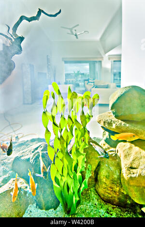 Green fish tank with yellow fishes in water, furnitures can see behind the glass, beautiful plants near hard rocks, perfect lightning. Stock Photo