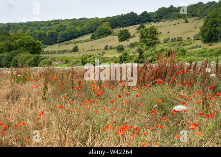 Summer landscape in the North Downs Area of Outstanding Natural Beauty with a poppy field and steep chalk escarpment, Surrey, UK Stock Photo