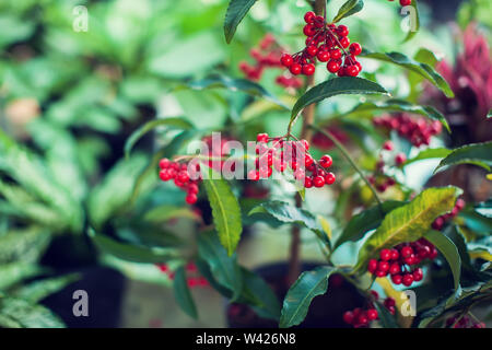 Ardisia Crenata ( Myrsinaceae ) plants small and bright red fruit Stock Photo