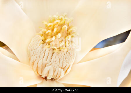 Magnolia flower stigma has lots more yellow color Pollen with carpel on the stamen. Perianth made with sepals and petals. The background can be seen t Stock Photo