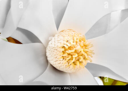 Magnolia flower stigma has lots more yellow color Pollen with carpel on the stamen. Perianth made with sepals and petals. The background can be seen t Stock Photo