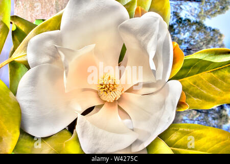 White flower with large petals called magnolia blossomed showing beautiful shaped stigma of the middle, there are green leaves can be seen close to th Stock Photo