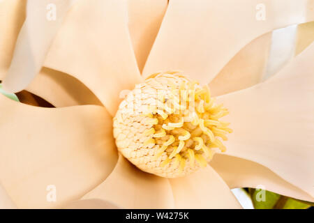 Magnolia flower stigma has lots more yellow color Pollen with carpel on the stamen. Perianth made with sepals and petals. The background can be seen t Stock Photo