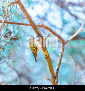 Goldcrest in golden light, perched vertically on a slim branch with soft aqua background Stock Photo