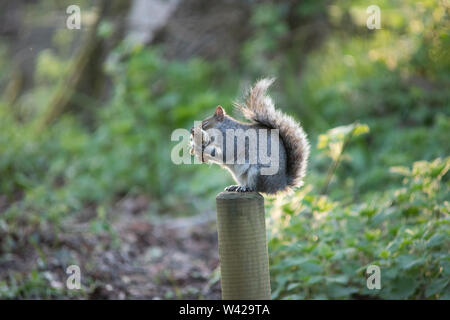 Grey Squirrel sat on a fence post chewing a pice of wood wrapped in some rope. Stock Photo