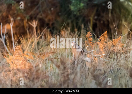 Sika deer stag hidden in the undergrowth, head back, large antlers. Stock Photo