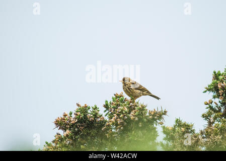 Meadow pipit perched in a flowering gorse bush against a blue sky Stock Photo