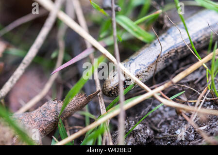 Closeup of slow worm, Anguis fragilis, under grass shoots and leaves. Stock Photo