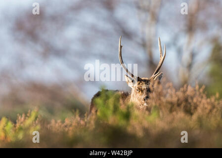 Sika stag feeding in the heather, large antlers, looking out from behind the bushes Stock Photo