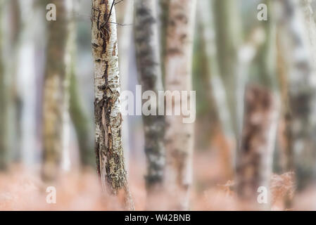 Birch tree trunks in winter with dying bracken. Shallow depth of field and negative space Stock Photo