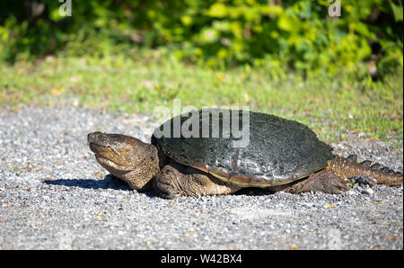 Snapping turtle crossing the road in the sunshine in Ottawa, Canada