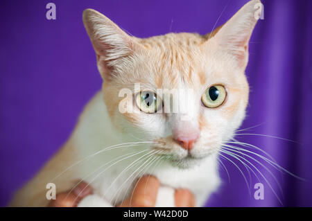 Close up Tiger yellow cat looking studio shot purple background Stock Photo