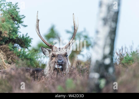 Large Sika stag feeding on heather, autumn coat and large antlers Stock Photo