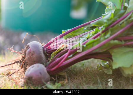 Freshly dug purple beetroot laying on the grass in strong sunlight Stock Photo