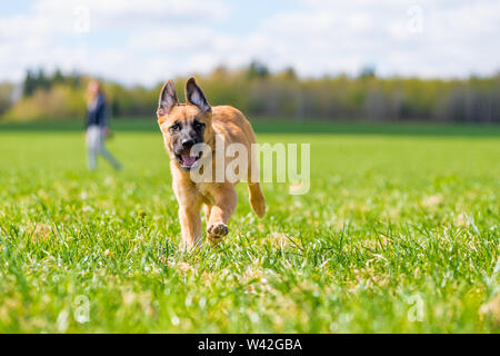active mongrel dog running through the grass in the park Stock Photo