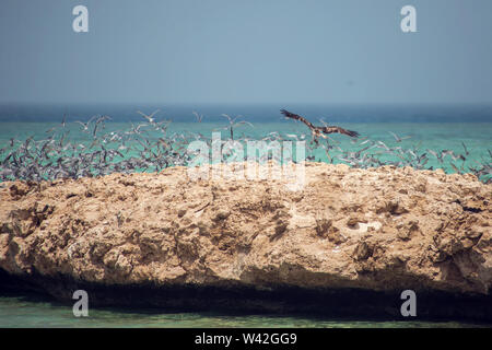 Birds on the island in the Red sea Stock Photo