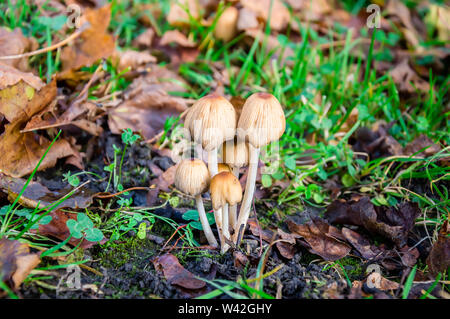 Autumn scene with a group of mushrooms (Coprinellus micaceus) among dry yellow leaves and green grass. Also known as mica cap, shiny cap or glistening Stock Photo