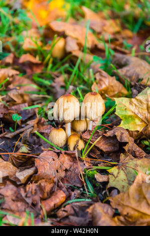 Autumn scene with a group of mushrooms (Coprinellus micaceus) among dry yellow leaves and green grass. Also known as mica cap, shiny cap or glistening Stock Photo