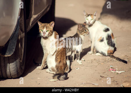 A group of three homeless cats on the city street Stock Photo