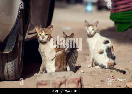 A group of three homeless cats on the city street Stock Photo