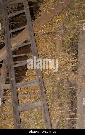 An old wooden ladder leaning against a wooden fence with straw. Stock Photo