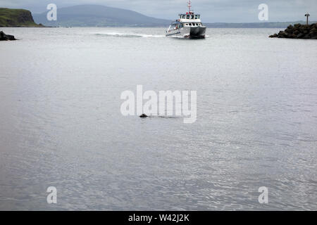 The Catamaran Passenger Ferry 'Rathlin Express' Sails into Church Bay Harbour Marina with Seal on Rathlin Island, County Antrim, Northern Ireland, UK. Stock Photo