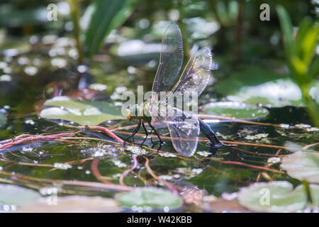 Emperor dragonfly, Anax imperator, laying eggs on Fringed water-lily, Nymphoides peltatum, garden wildlife pond, Sussex, UK, June Stock Photo