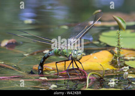 Emperor dragonfly, Anax imperator, laying eggs on Fringed water-lily, Nymphoides peltatum, garden wildlife pond, Sussex, UK, June Stock Photo