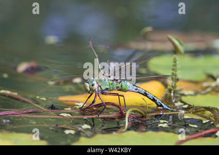 Emperor dragonfly, Anax imperator, laying eggs on Fringed water-lily, Nymphoides peltatum, garden wildlife pond, Sussex, UK, June Stock Photo