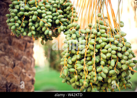 Fresh dates on palm tree. Close up shot. Organic and healthy food Stock Photo