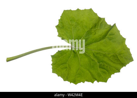 Huflattich, Huflattich-Blatt, Tussilago farfara, Coltsfoot, Pas d´âne, Tussilage. Blatt, Blätter, leaf, leaves Stock Photo