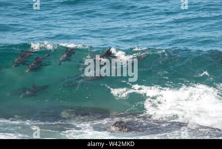 wild, a really large pod of Bottlenose Dolphins diving through and surfing the waves off the Mid-north coast NSW Australia Stock Photo