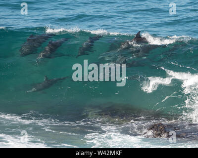 wild, a really large pod of many Bottlenose Dolphins diving through and surfing the waves off the Mid-north coast NSW Australia Stock Photo