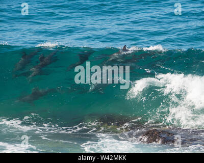 wild, a really large pod of many Bottlenose Dolphins diving through and surfing the waves off the Mid-north coast NSW Australia Stock Photo