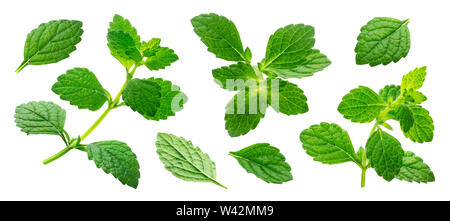 Melissa officinalis collection, lemon balm sprig and leaves isolated on white background with clipping path Stock Photo