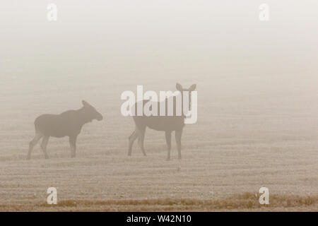 Moose cow with a calf in a stubble field in a misty morning Stock Photo